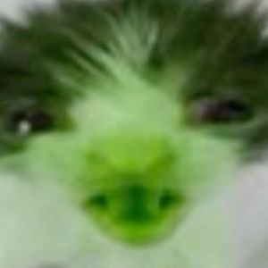 Meet your Posher, Abigail